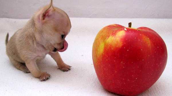 Самая маленькая порода собак в мире фото