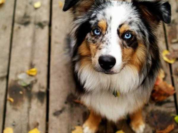 Самые умные породы маленьких собак топ 10