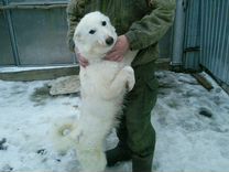 Продаю щенков западно сибирской овчарки