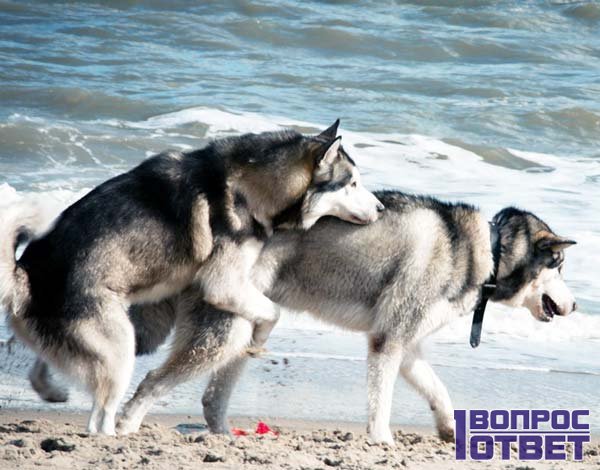 Собаки совокупляются на пляже