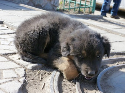 Монгольские собаки, овчарка банхар.