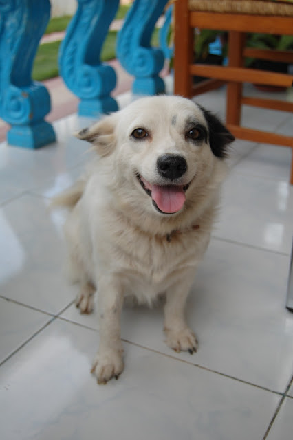 Наша филиппинская собака Aqua
