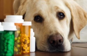 Антибиотики для собак