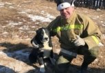 Чигиринские пожарные спасли щенка алабая из трехметрового колодца