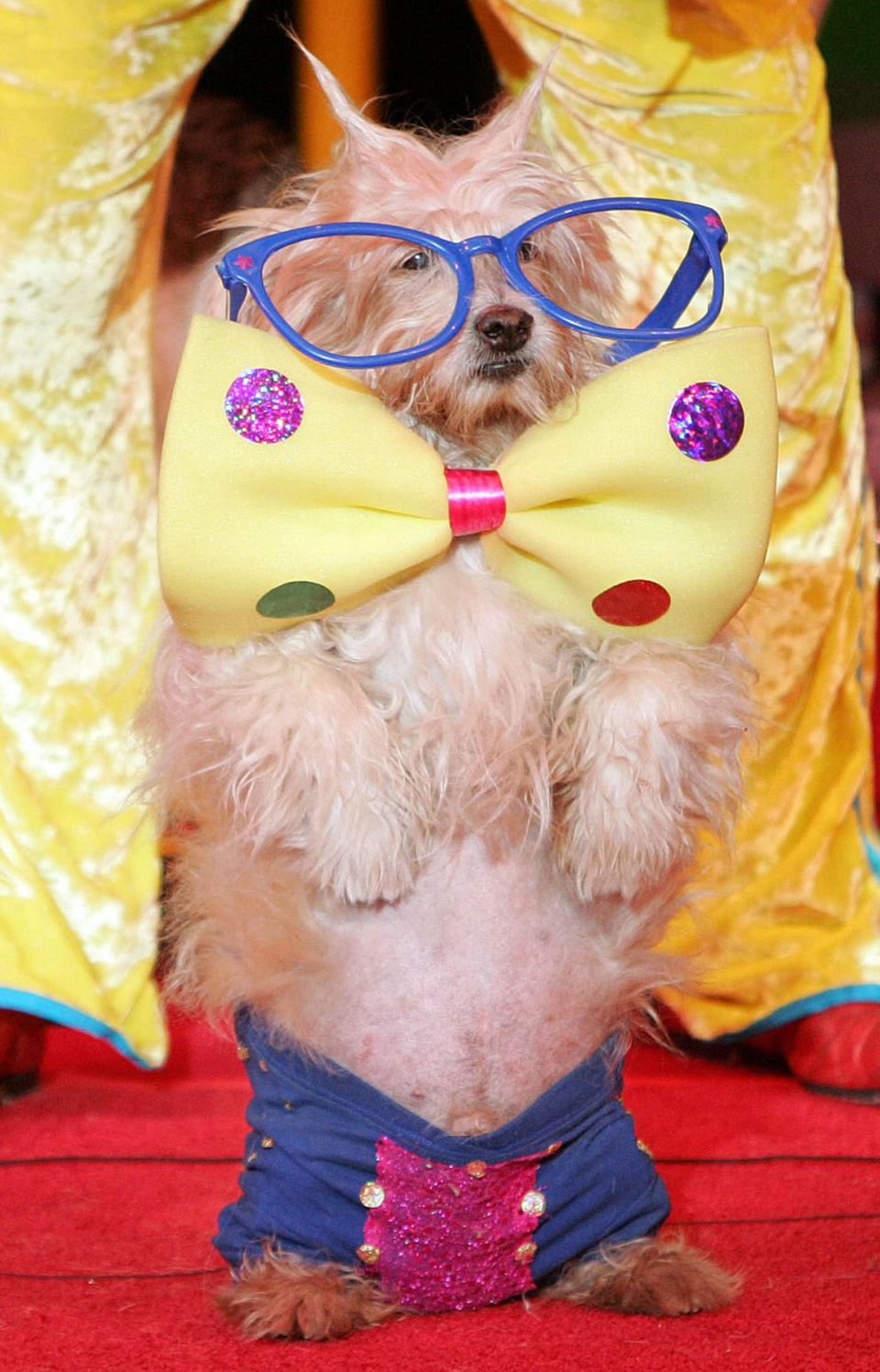Собаки в карнавальных костюмах