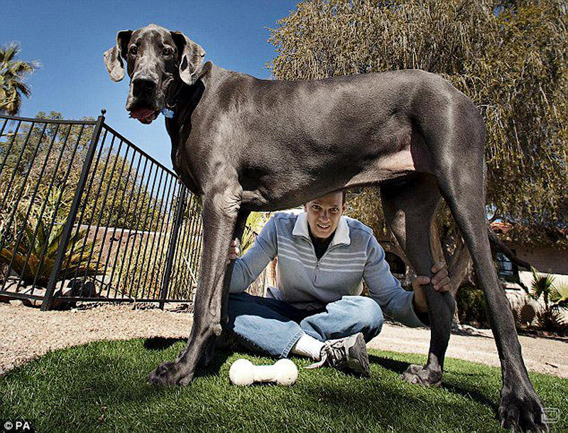 1267072367 gigant george 02 В США умерла самая большая собака в мире 