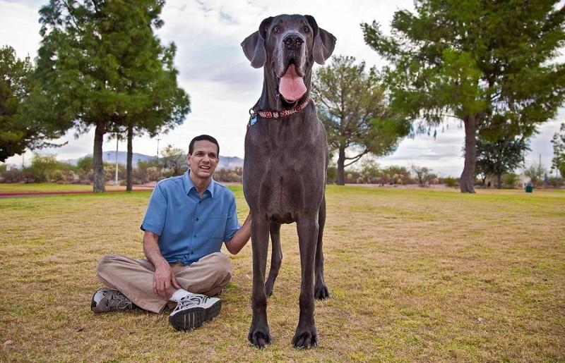 George Giant 06 800x515 В США умерла самая большая собака в мире 