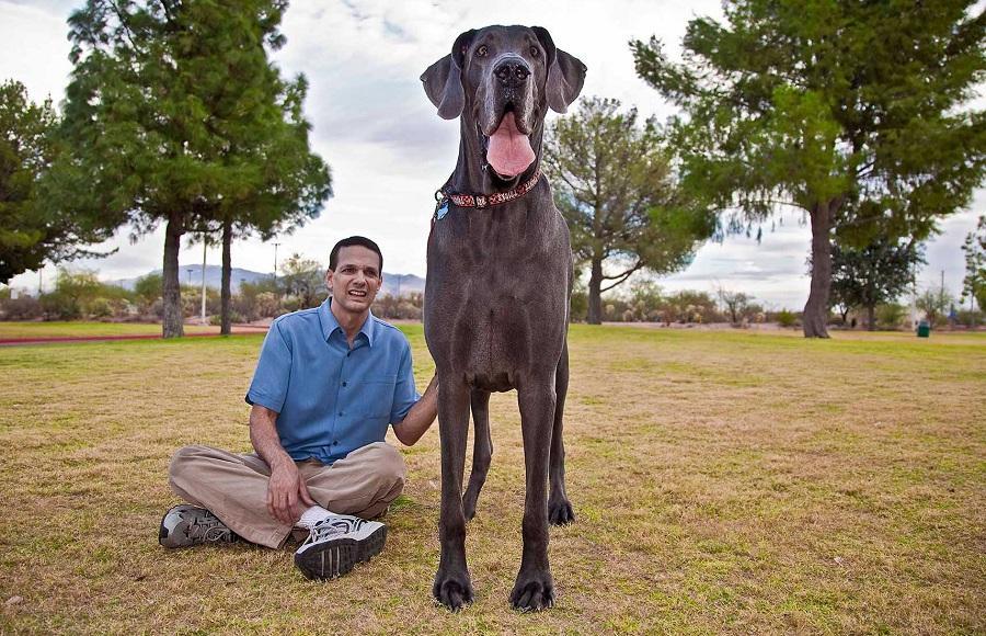 George Giant 06 В США умерла самая большая собака в мире 