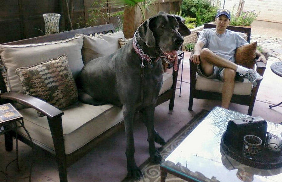 George Giant 08 В США умерла самая большая собака в мире 