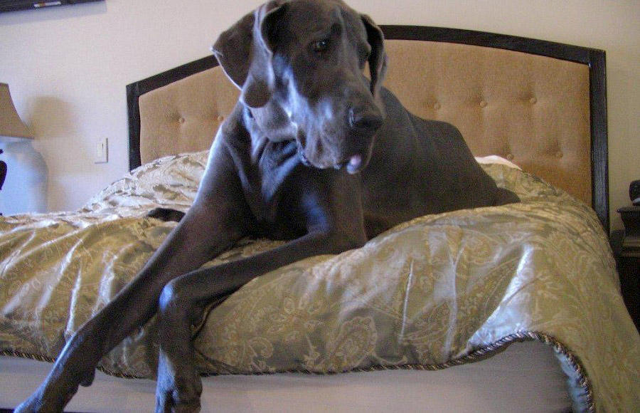 George Giant 09 В США умерла самая большая собака в мире 