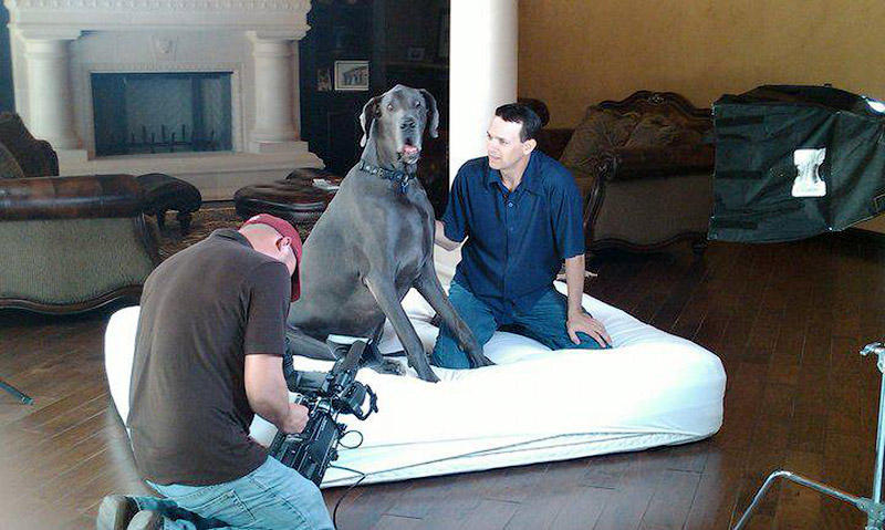 giant george camera shoot В США умерла самая большая собака в мире 