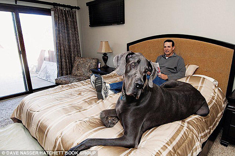 giant george laying on the bed with dad В США умерла самая большая собака в мире 