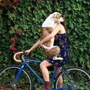 Собака и велосипед