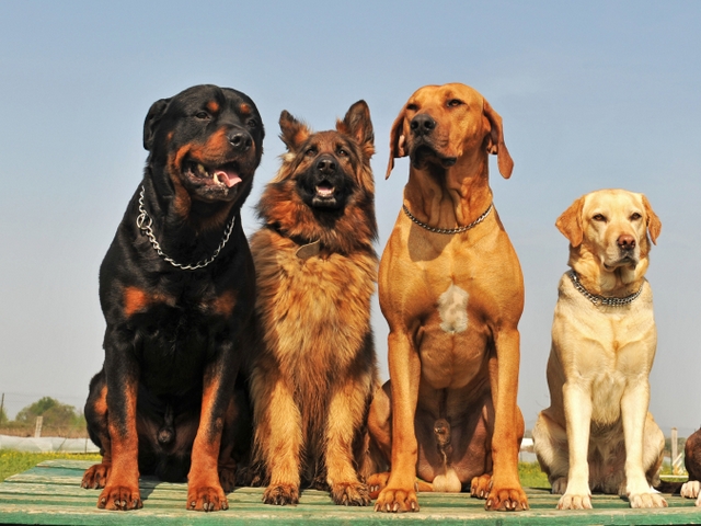 Крупные породы собак в Буе | ЗооТом портал о животных