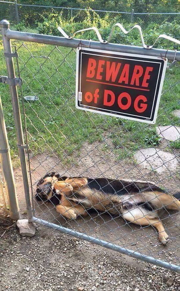 Что скрывают за собой таблички «Осторожно! Злая собака!» животные, прикол, смех, фото, юмор