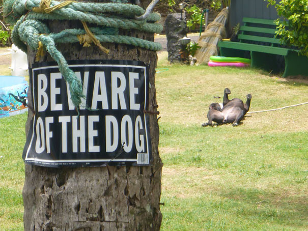 Что скрывают за собой таблички «Осторожно! Злая собака!» животные, прикол, смех, фото, юмор
