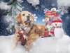 Golden retriever Merry Christmas dog.