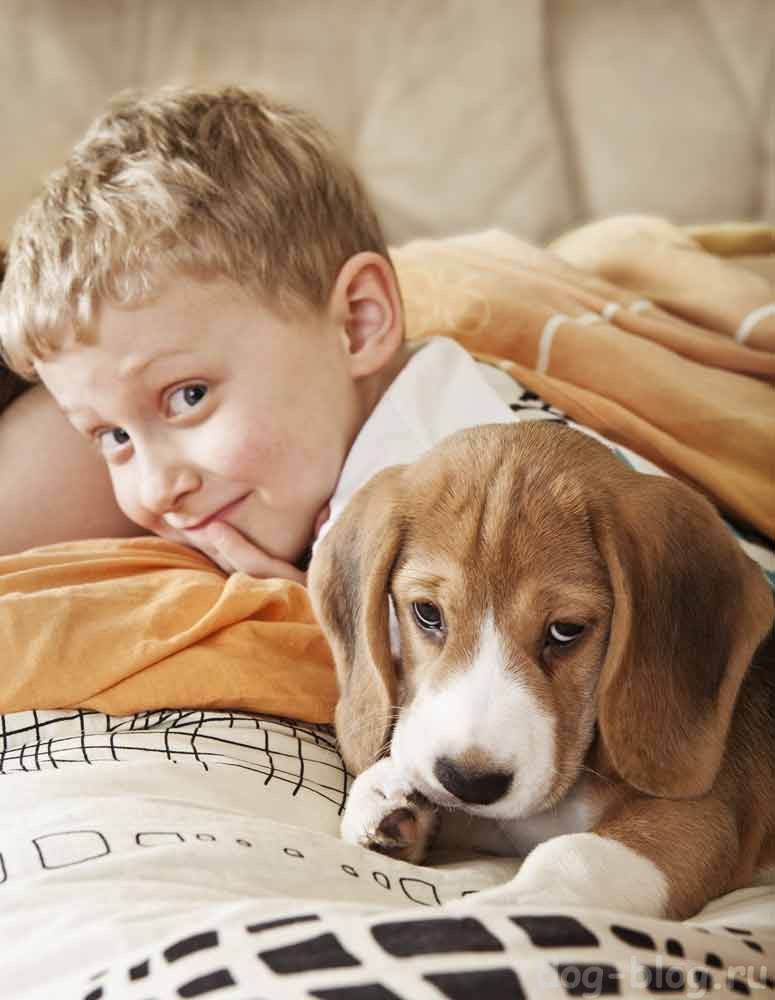 общение собаки и ребёнка