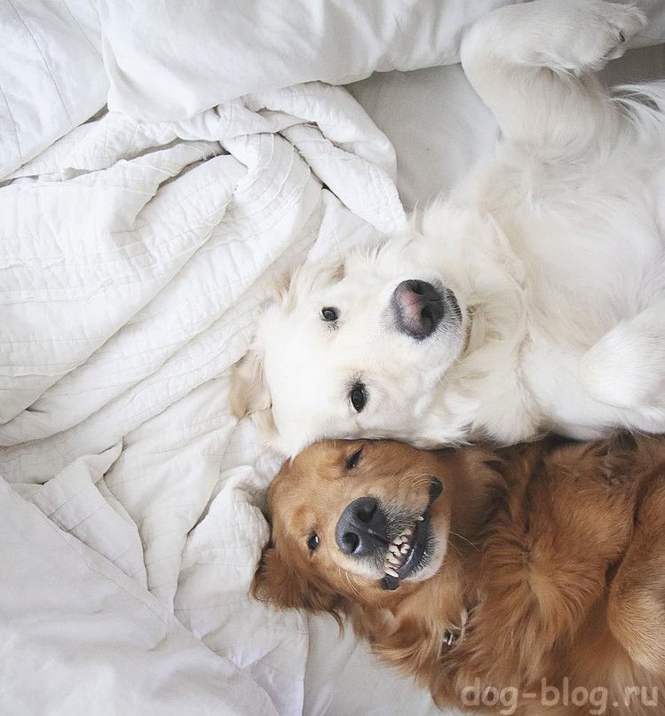 собаки в постели