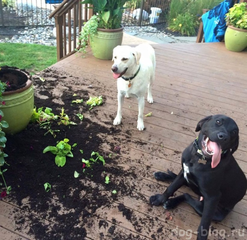 собаки выкопали растения