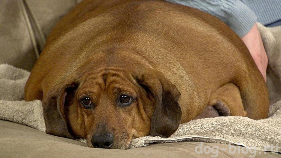 самая толстая собака