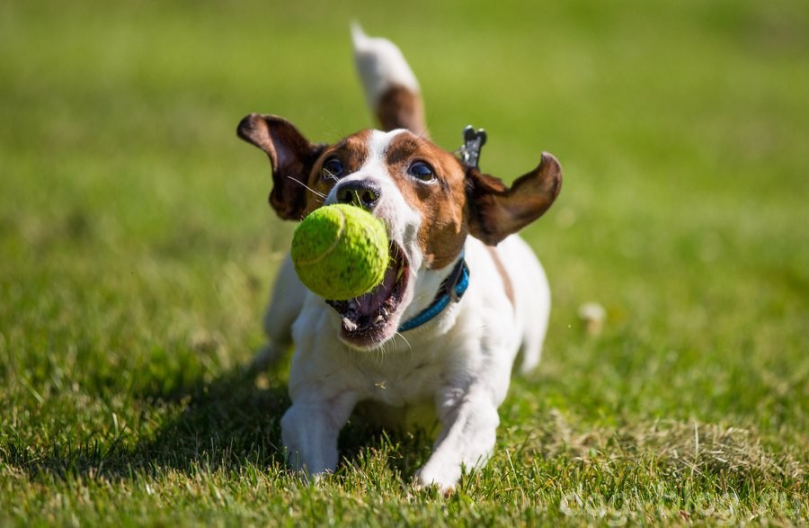 как похудеть собаке - играйте в мяч