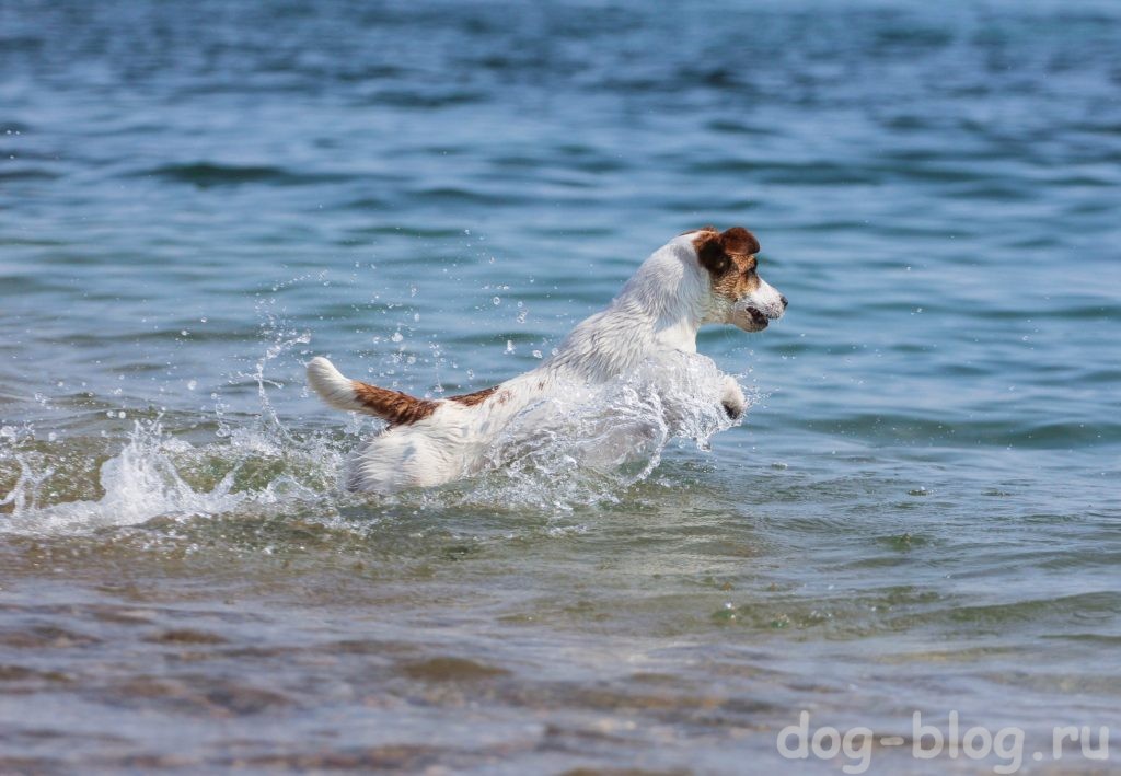 как похудеть собаке - плавать