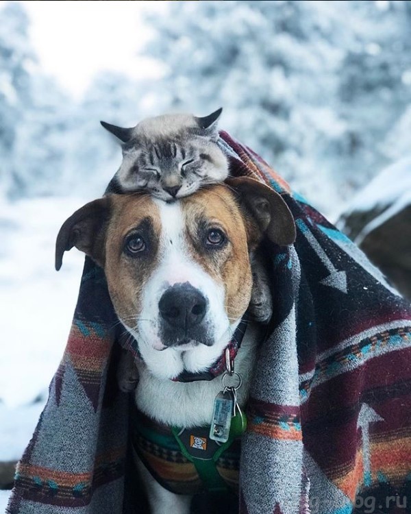 кот и пёс путешествуют в горах
