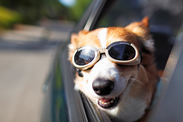 Где должно быть место собаки в машине? За рулем или возле в специальном кресле?