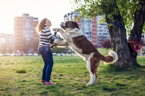 Прыгая, большая собака может свалить человека