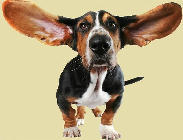Форма ушей не влияет на остроту слуха у собаки