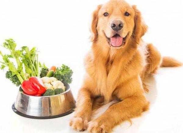 Рацион собаки на 20% из растительных продуктов