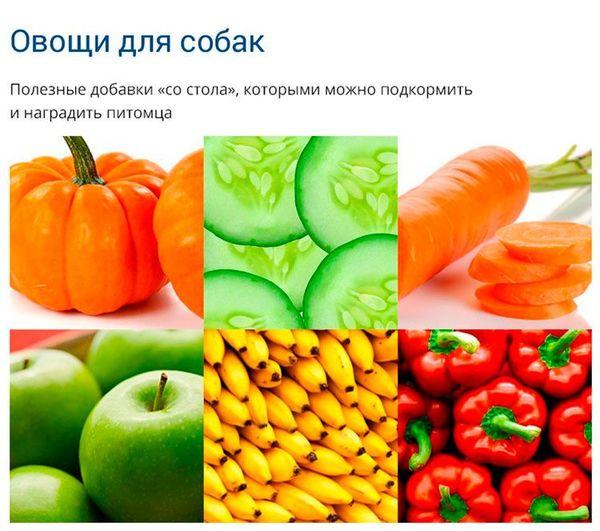 Полезные овощи и фрукты для собаки