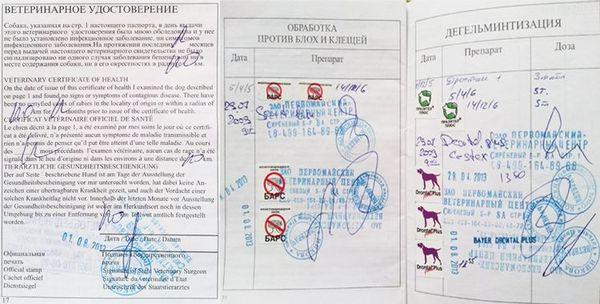 Заполнение ветеринарного паспорта собаки