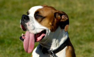Собака часто дышит с открытым ртом
