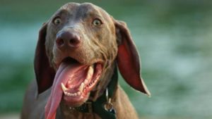 Собака часто дышит с открытым ртом