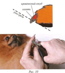 Подстричь когти собаке