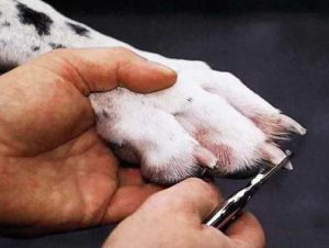 Подстричь когти собаке