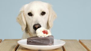 Собака ест сладкое