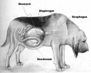 Вздутие желудка и живота у собаки