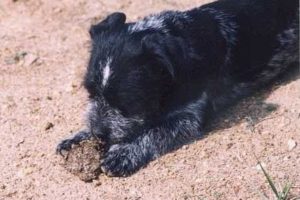 Собака ест чужой кал