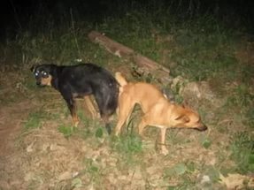 Собаки слипаются во время спаривания
