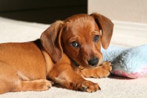 Веракол для собак – свойства препарата и особенности его применения