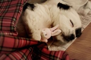 Какое есть снотворное для собак и как его применять