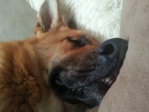 Какое есть снотворное для собак 