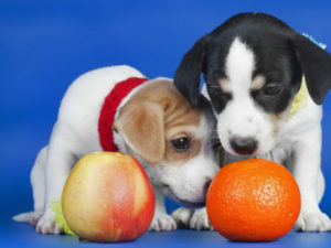 Можно ли собакам давать есть мандарины