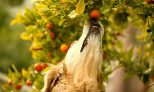 Полезны ли фрукты для собак