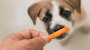 Цитрусовые собакам – польза и вред
