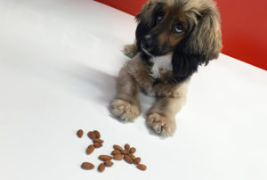 Можно ли собакам давать орехи и какие именно