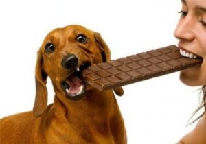 Можно ли собакам давать шоколад 